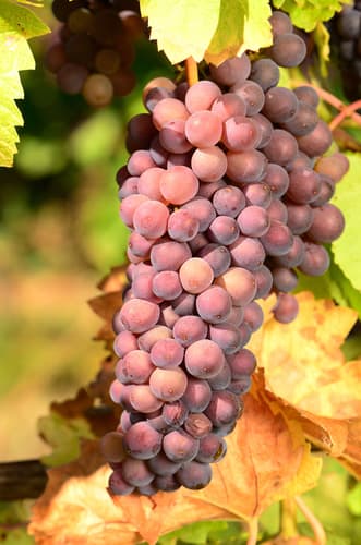 Pinot gris