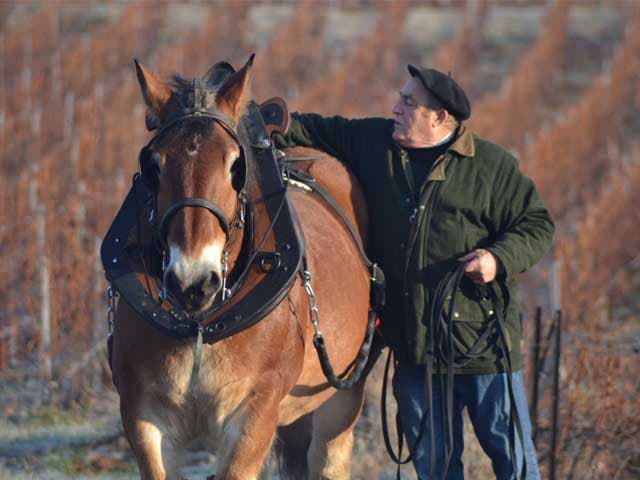 Champagne Alain Bernard