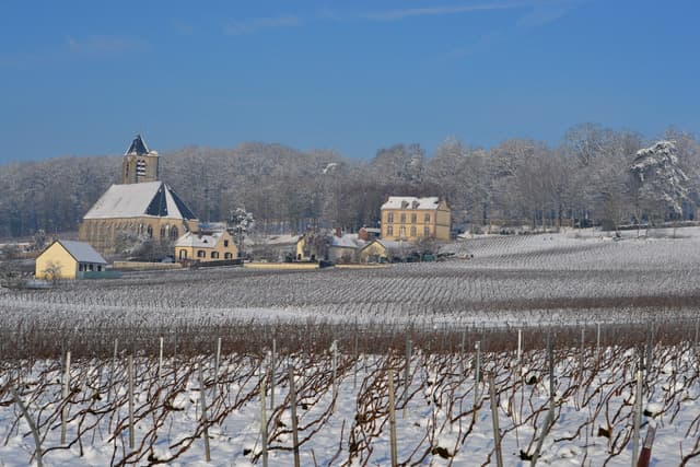 Champagne Thierry Triolet