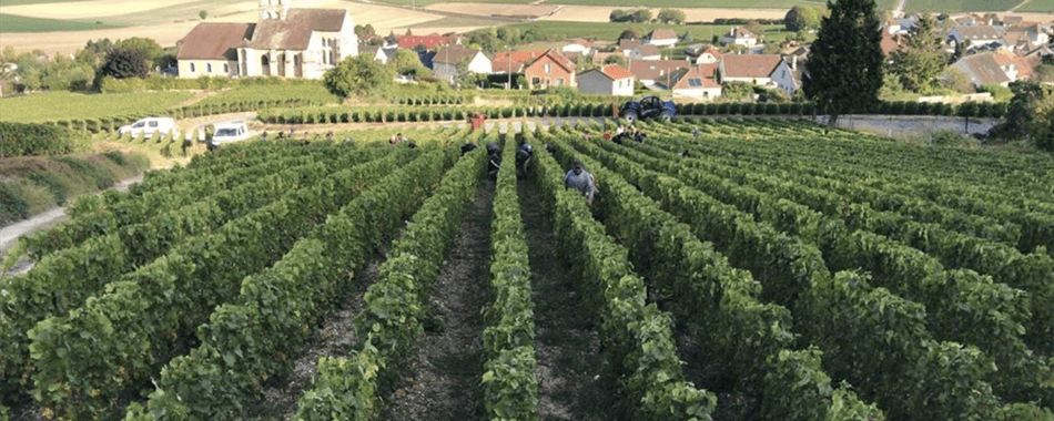 Champagne Pierre Gimonnet & Fils