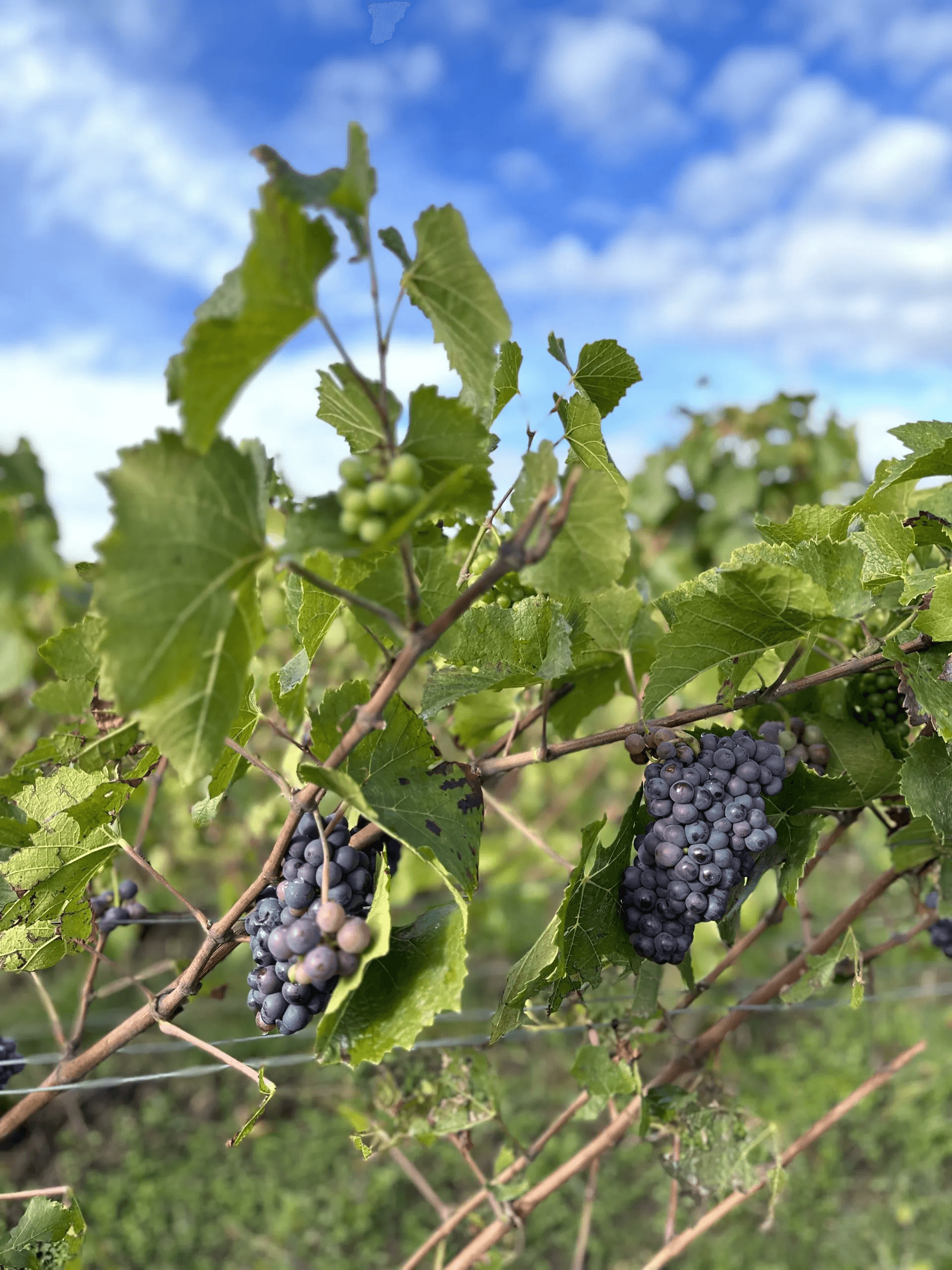 CHAMPAGNE BOLLINGER VÄRLDSNYHET