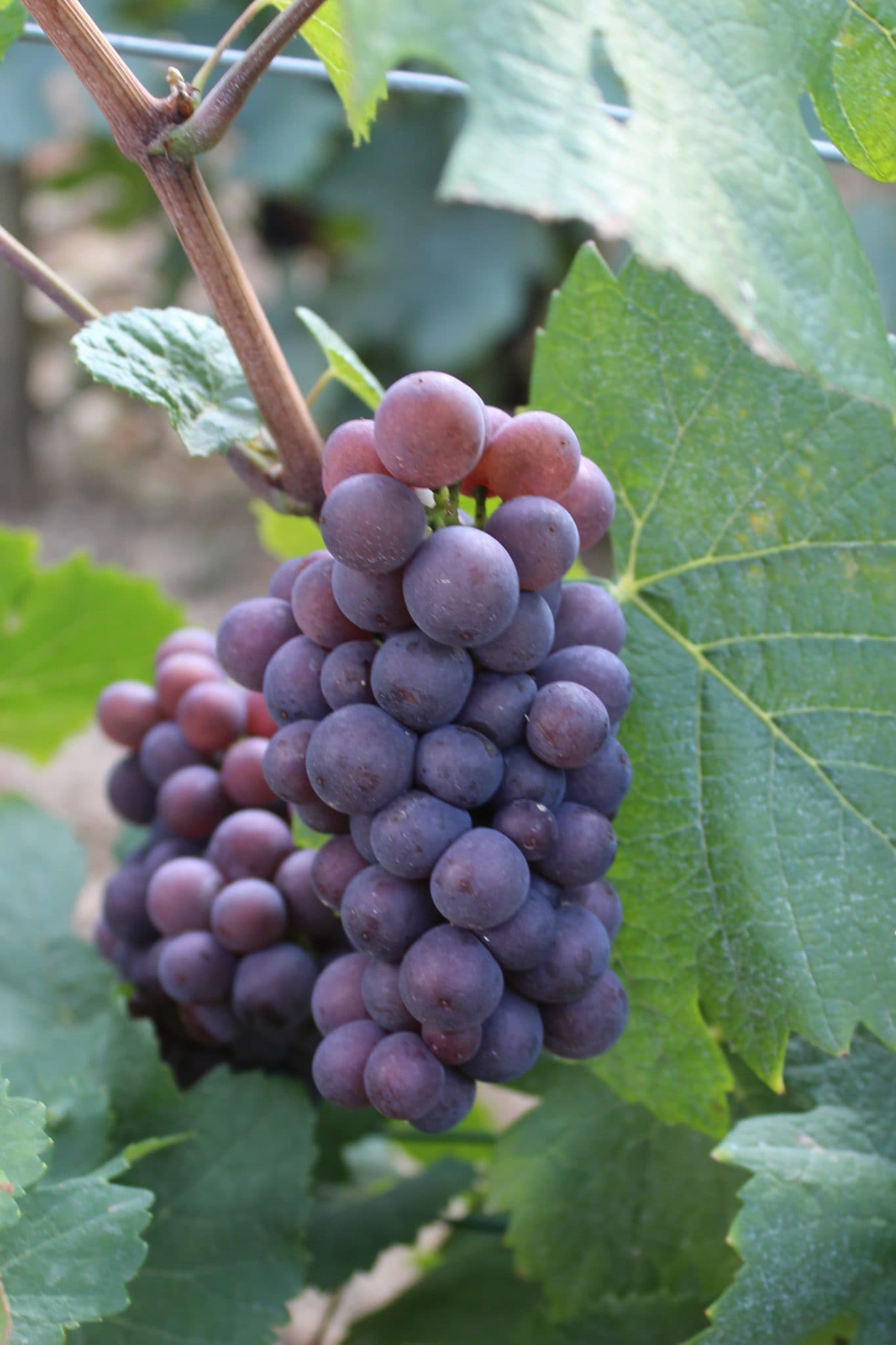 Pinot gris