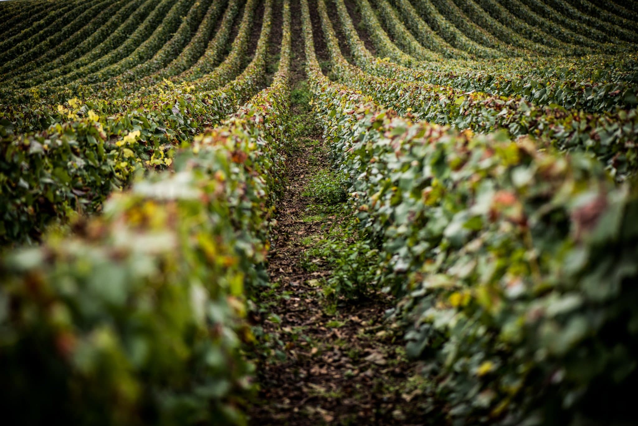 Besök Champagne – en bubblande resa